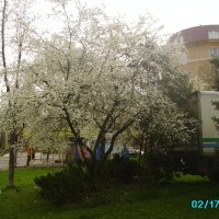 Весна  в   Ивано - Франковске :: Андрей  Васильевич Коляскин