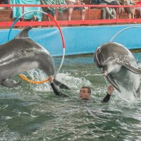 Прыжки дельфинов. :: Виктор Евстратов