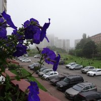 Утро туманное городское :: Елена Смирнова
