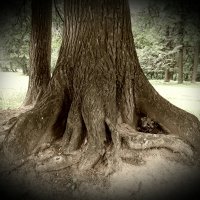 Tree roots. :: Анатолий. Chesnavik.