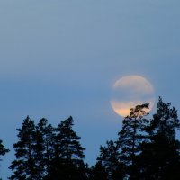 Луна :: Волк-ПРИЗРАК Фомин Виталий