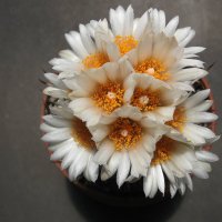Цветок кактуса :: MPS 