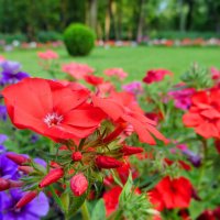 Красные цветы :: Анастасия Белякова