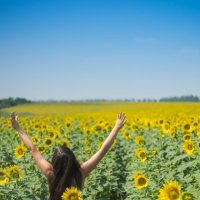 sunflowers... :: Pavel Svyatodukh