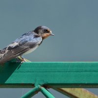 Деревенская. :: Светлана Ивановна Медведева