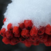 Рябина под снегом :: Avada Kedavra! 