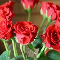 цветочные истории-розы :: Олег Лукьянов