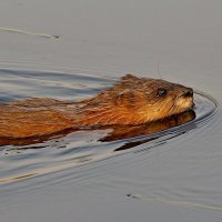 Вот я и готова к фото сессии :: Аркадий Иваковский