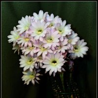 Цветы кактуса.3 :: Jossif Braschinsky