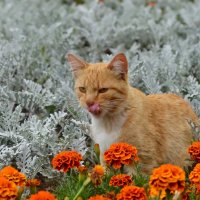 Рыжий кот в цветах :: Olcen - Ольга Лён