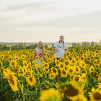 Подсолнухи 1 :: Василий Гущин