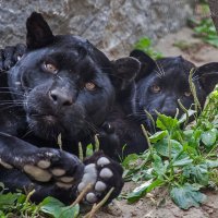 Черный ягуар ( пантера ) :: Владимир Габов