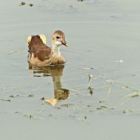 Водяной цыпленочек -:))) :: Александр Запылёнов