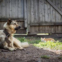 Лето в деревне :: Елена Дорогина