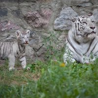 бенгальские тигры :: Владимир Габов