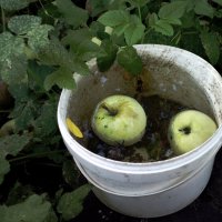 Яблоки в воде :: Николай Филоненко 