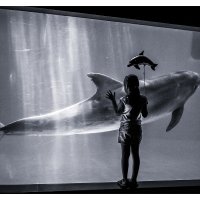 Мария и дельфин :: Slava Hamamoto