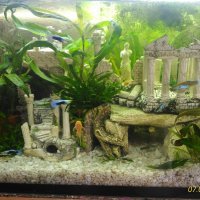 Мои аквариумы :: Ангелина Голубева 