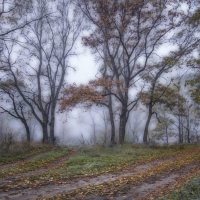 Туманное утро в дубовом лесу :: Дубовцев Евгений 