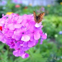 Бабочка на цветке :: Марина Романова