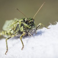 Grasshopper :: Sergey Oslopov 