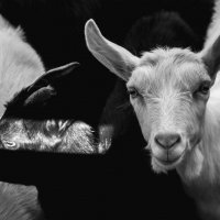 Goat farm :: Света Гончарова