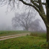туман, осенний туман :: Elena Wymann