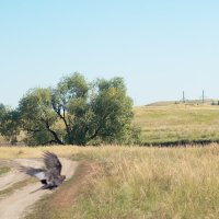 Случайности не случайны) :: Вадим Романович