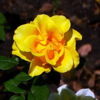 Желтая  роза :: Владимир Бровко