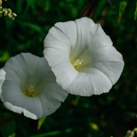 белые цветочки :: Света Кондрашова