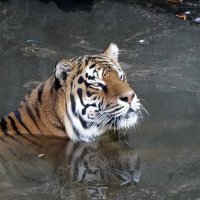 Купающийся тигр Фото №2 :: Владимир Бровко