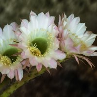 Подарок осени - кактус в цвету. :: Сергей Бурлакин