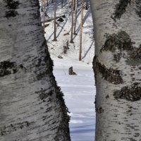 Ловись рыбка... :: Виталий Дарханов