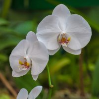 Орхидея :: Александр Коликов