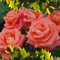 Осенние розы... :: Тамара (st.tamara)