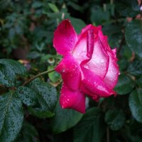 Розы под дождем :: Galina Dzubina