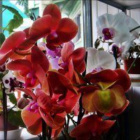 Орхидея :: Нина Корешкова