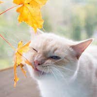 Кот и осень :: AllaSaa 