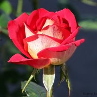 роза :: Laryan1 
