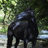Гнедой конь Карачаевской породы :: Ольга Гудым