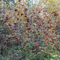 Осень в Прикамских лесах :: Валерий Конев