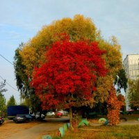 ОСЕНЬ  В  ГОРОДЕ. БАГРЕЦ  И ЗОЛОТО... :: Галина 