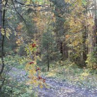 Осень в лесах у Гайвы :: Валерий Конев
