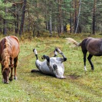 Ой, рассмешили!!! :: Галина Шепелева