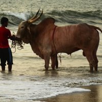 Водные процедуры :: Татьяна Евдокимова