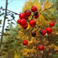 Плачет рябина :: °•●Елена●•° ♀