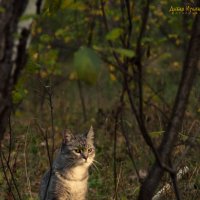 Осенний кот :: Ирина Дикая