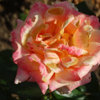 Сентябрьские розы...2 :: Тамара (st.tamara)