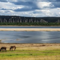 Horses on the river bank. Лошадки на берегу. :: Sven Rok