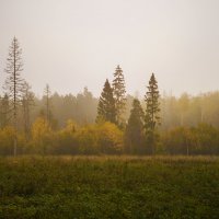 Туманное утро :: Алексей Строганов